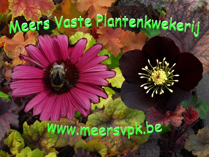 Bloemen en planten Bilzen